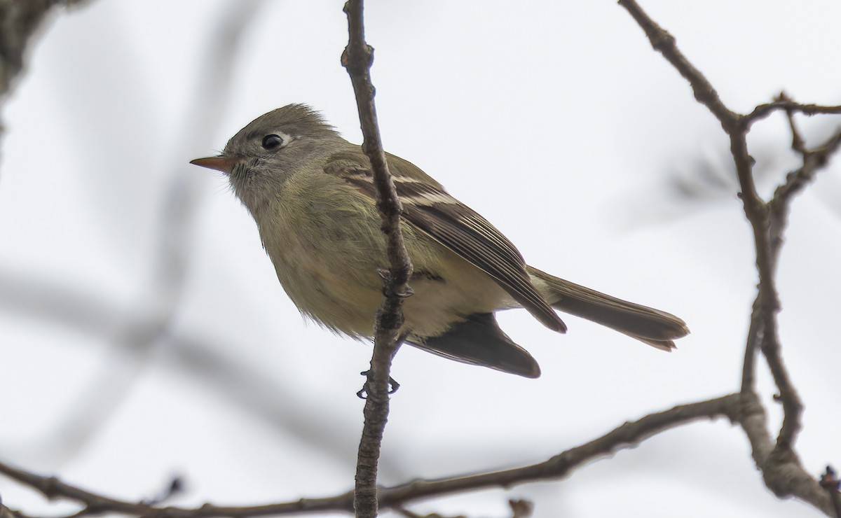 New York Breeding Bird Atlas Checklist - 26 Nov 2023 - Rockland Lake SP