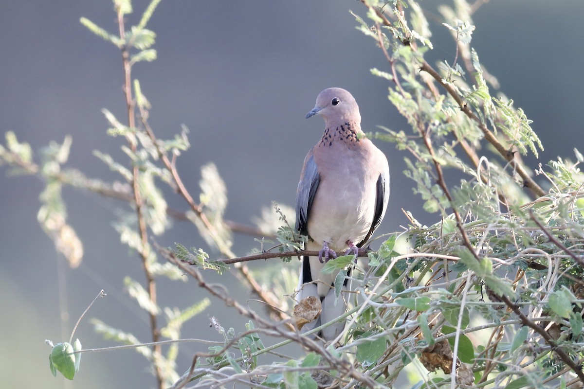 Laughing Dove - ML611581423