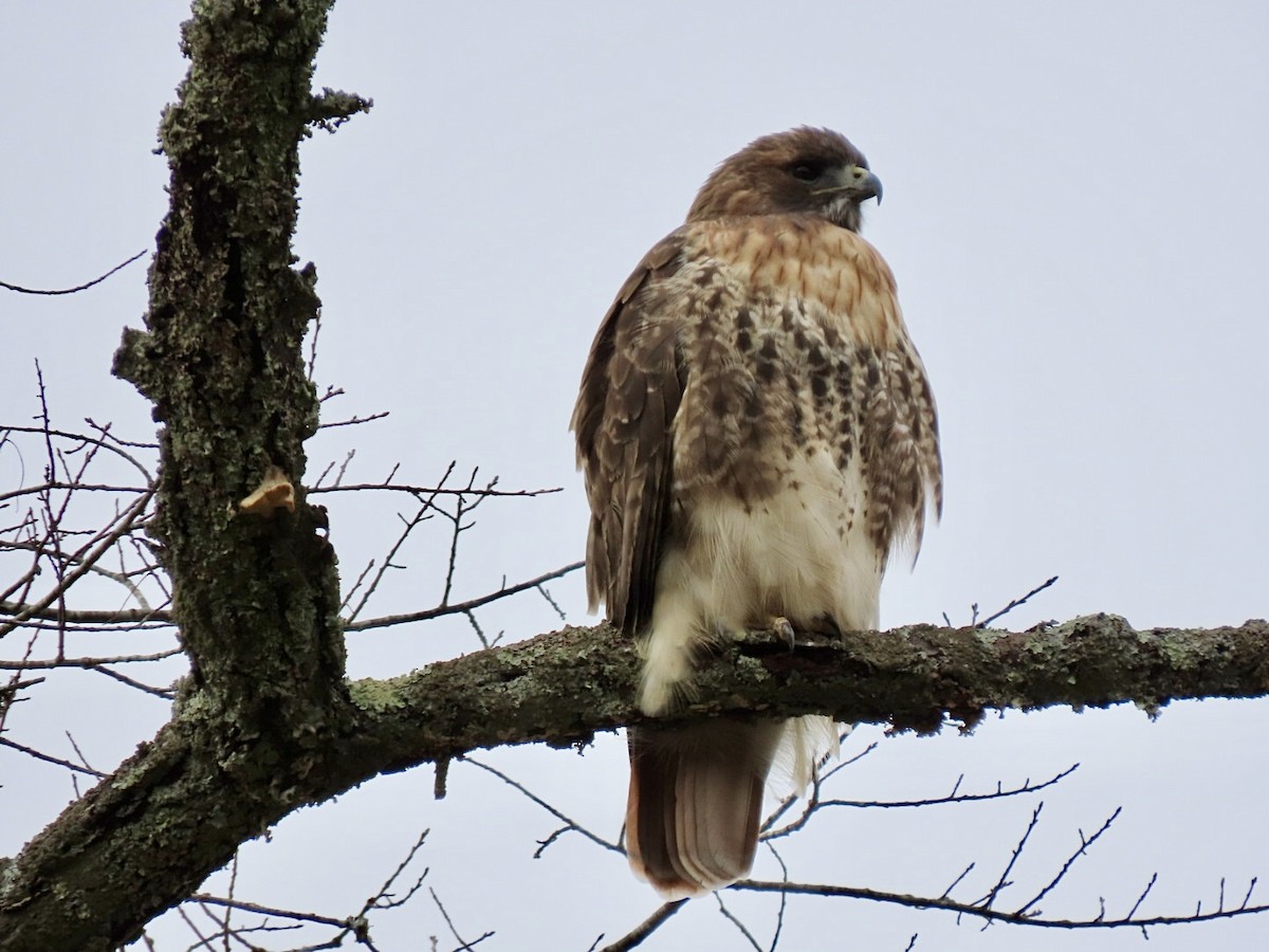 Red-tailed Hawk - ML611581566