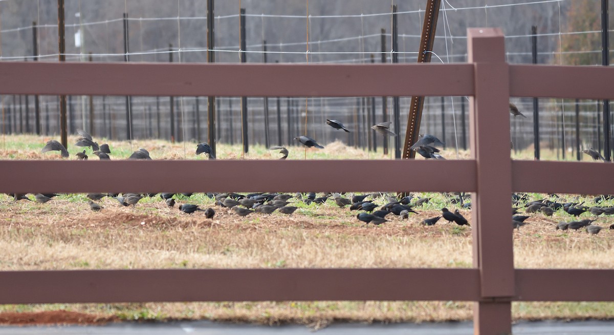 Brown-headed Cowbird - ML611581669