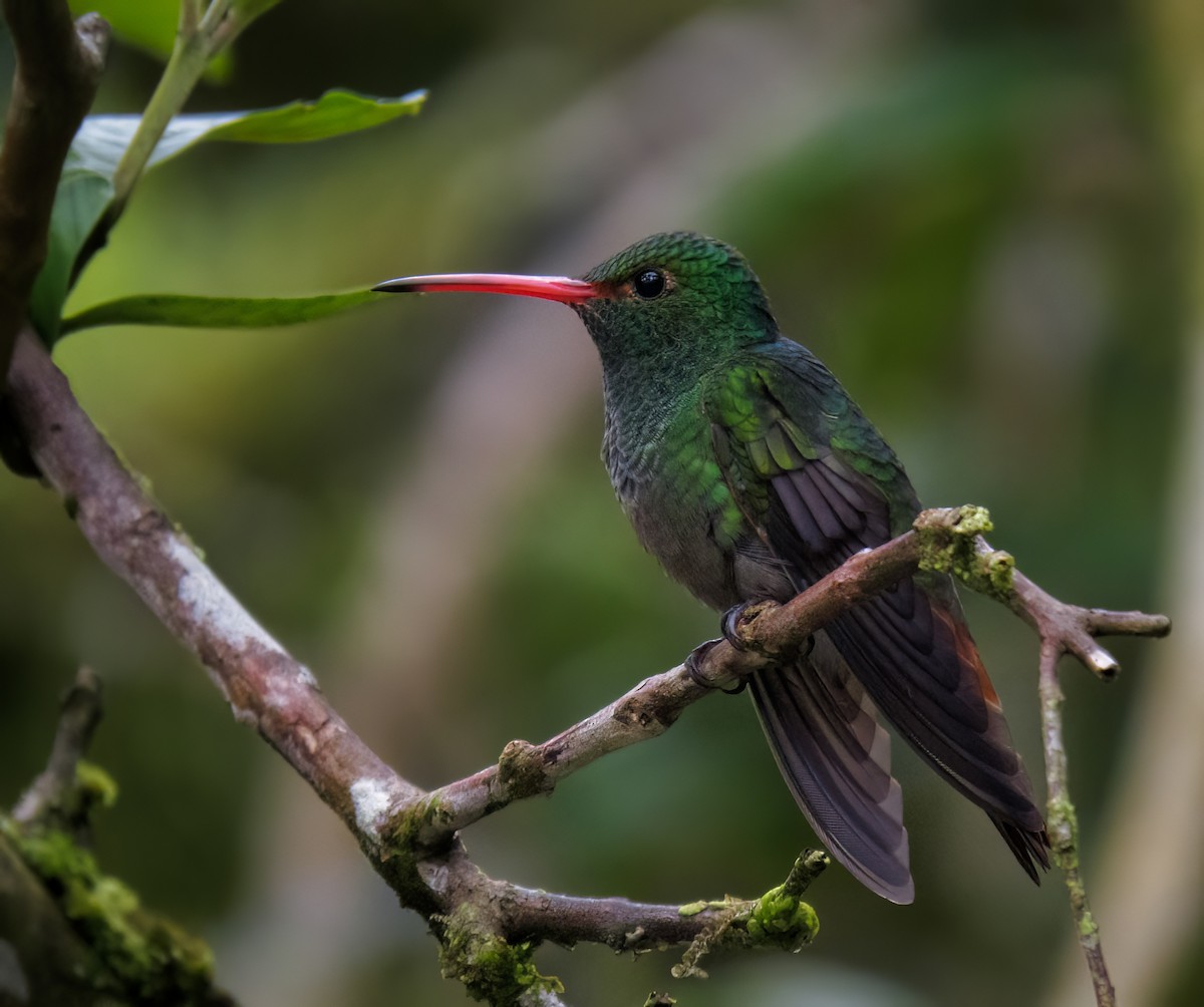 Rufous-tailed Hummingbird - ML611581796