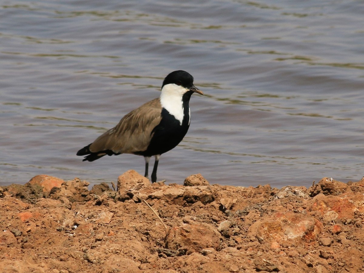 Spur-winged Lapwing - ML611581892