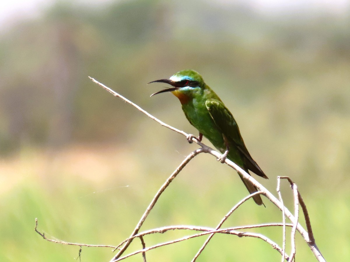 Blue-cheeked Bee-eater - ML611581914