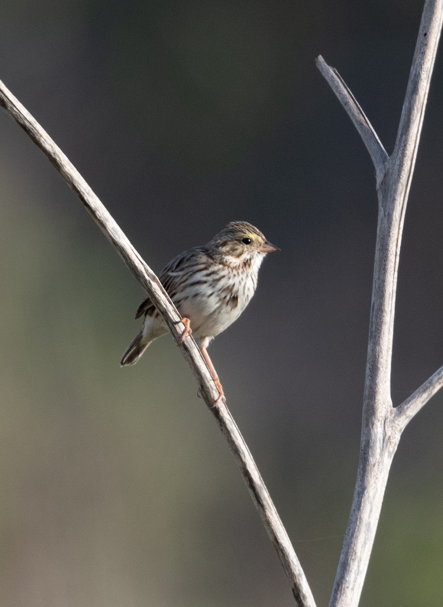 Savannah Sparrow - ML611582097