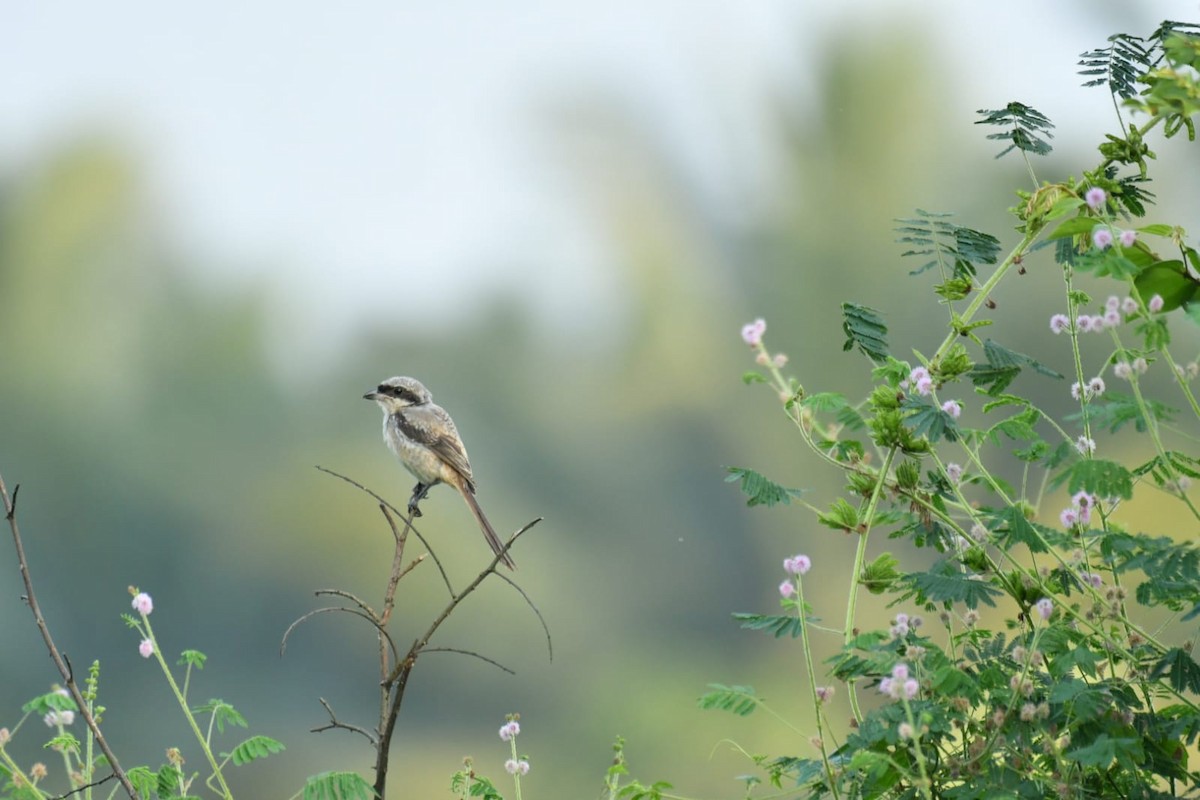 Long-tailed Shrike - sreekumar  k govindankutty