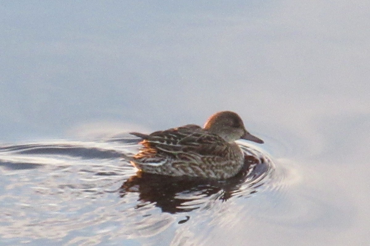 Green-winged Teal - ML611582923
