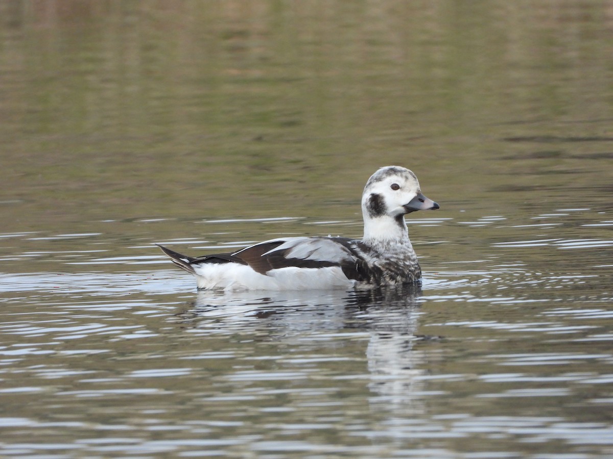Long-tailed Duck - ML611583049