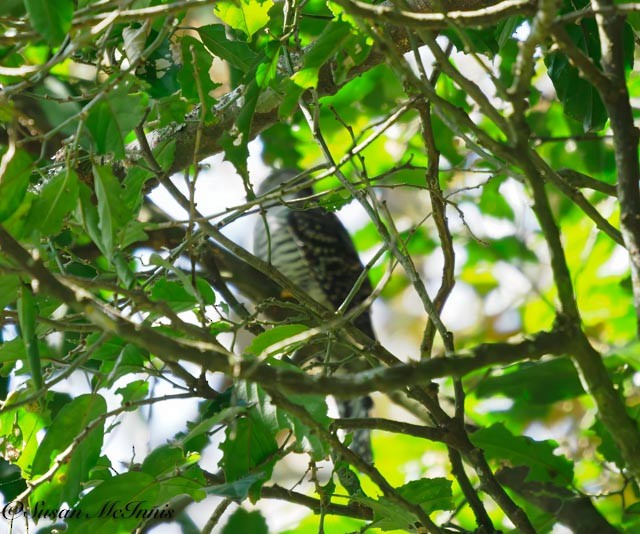 Barred Long-tailed Cuckoo - ML611583255