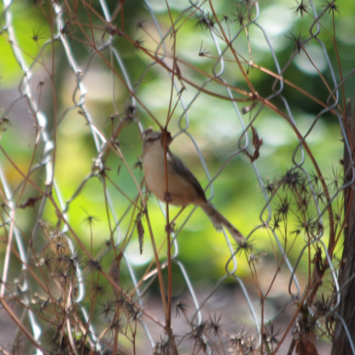 Tawny-flanked Prinia - ML611584055