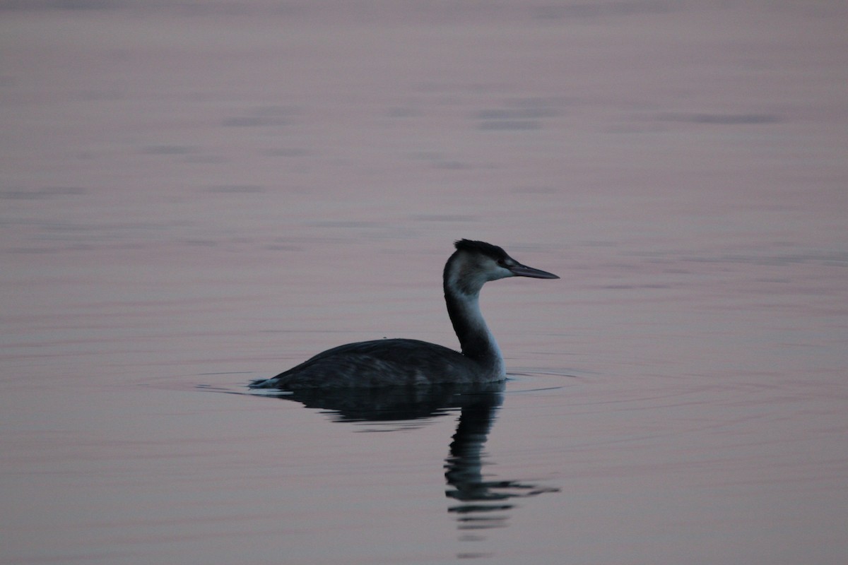 Great Crested Grebe - ML611584169
