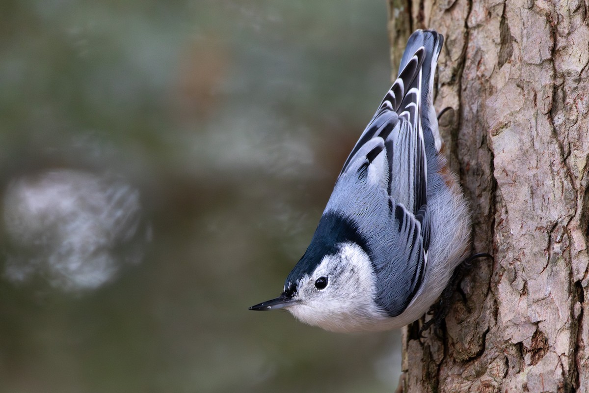 White-breasted Nuthatch - ML611584324