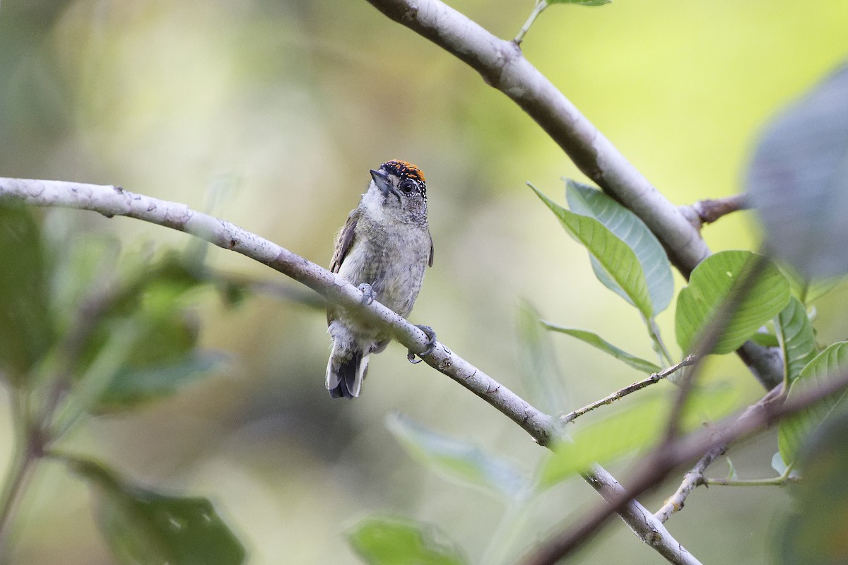 Fine-barred Piculet - David Wright