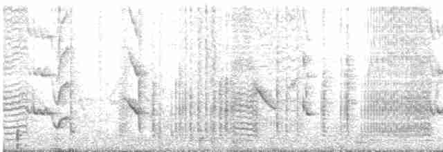 Hirondelle à front blanc (groupe pyrrhonota) - ML611584543