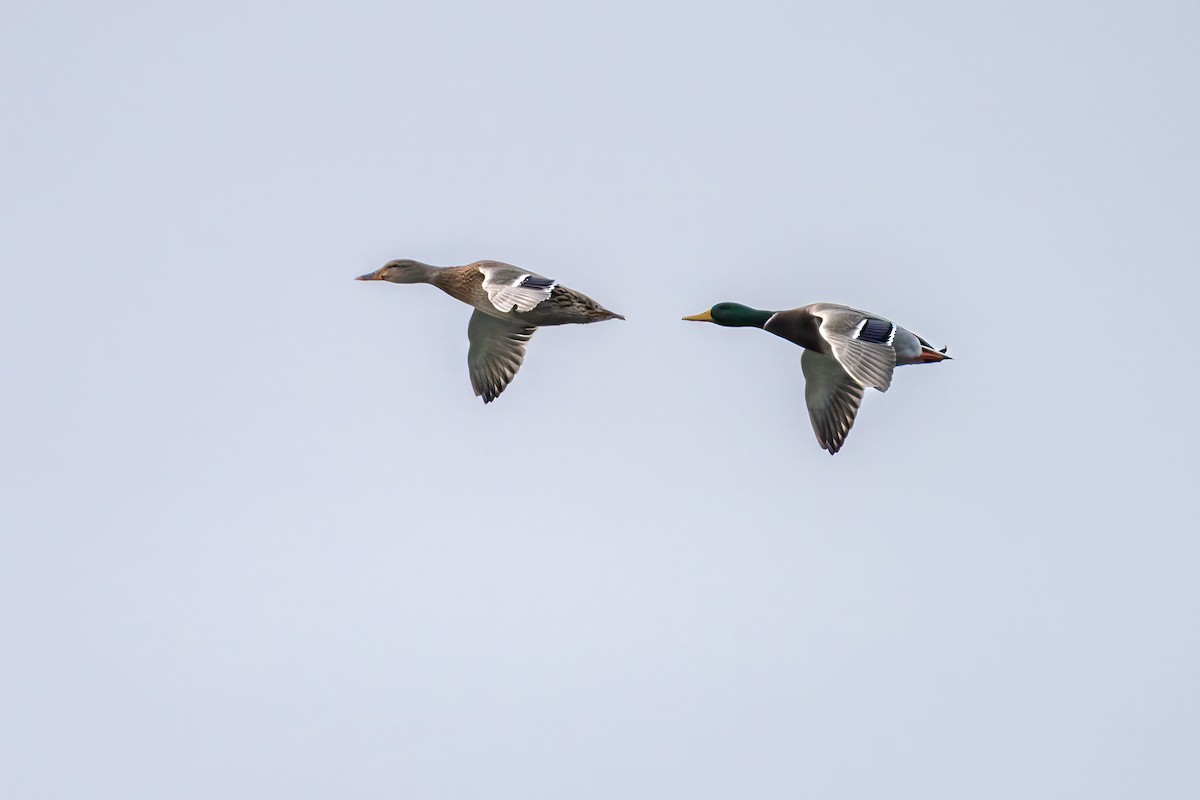 Wisconsin eBird Checklist - 25 Nov 2023 - George K. Pinney County Park ...