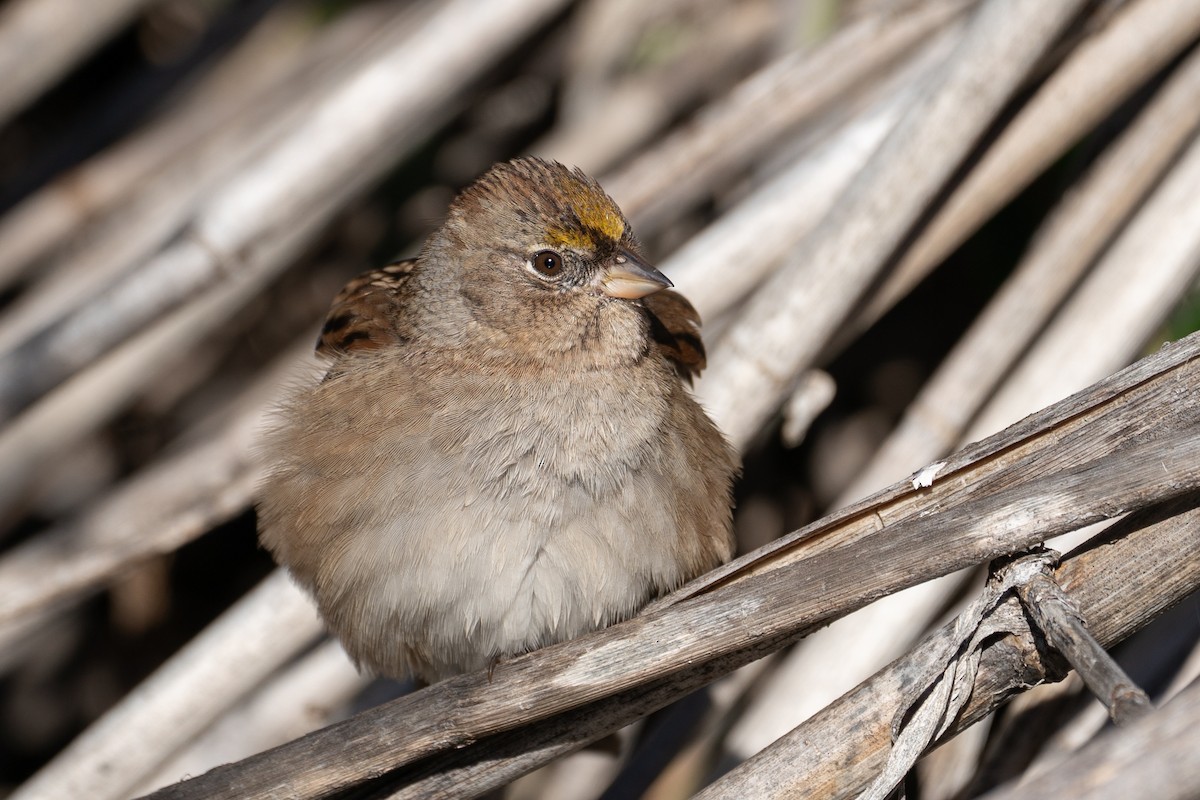 Golden-crowned Sparrow - ML611584625