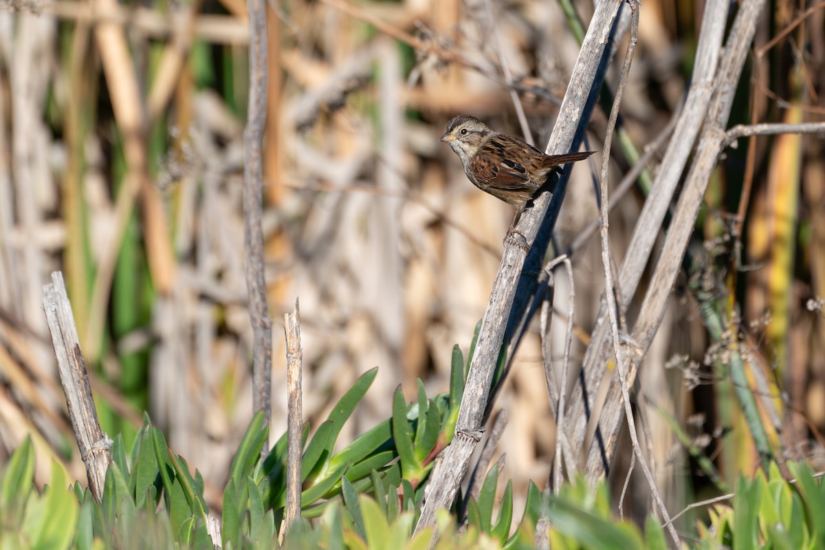 Swamp Sparrow - ML611584632