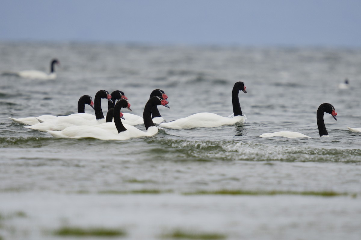 Black-necked Swan - ML611584649
