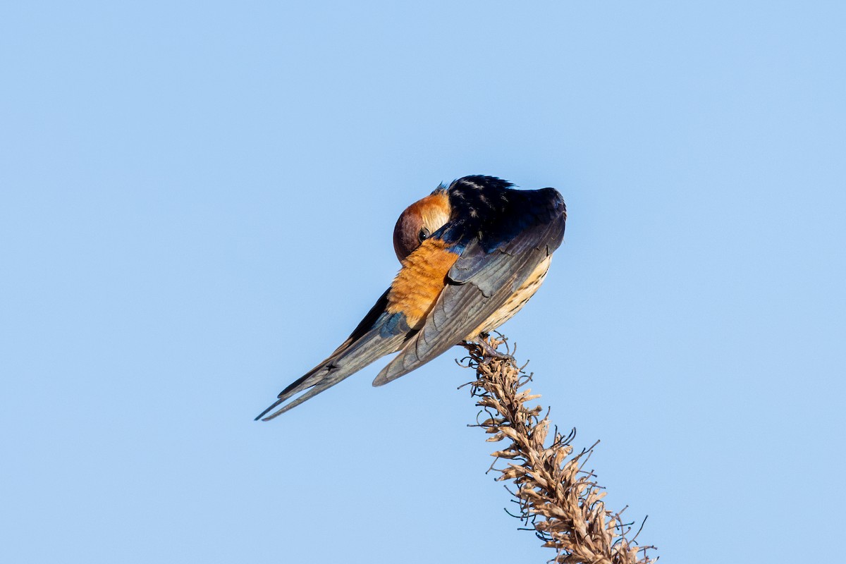 Greater Striped Swallow - ML611584699