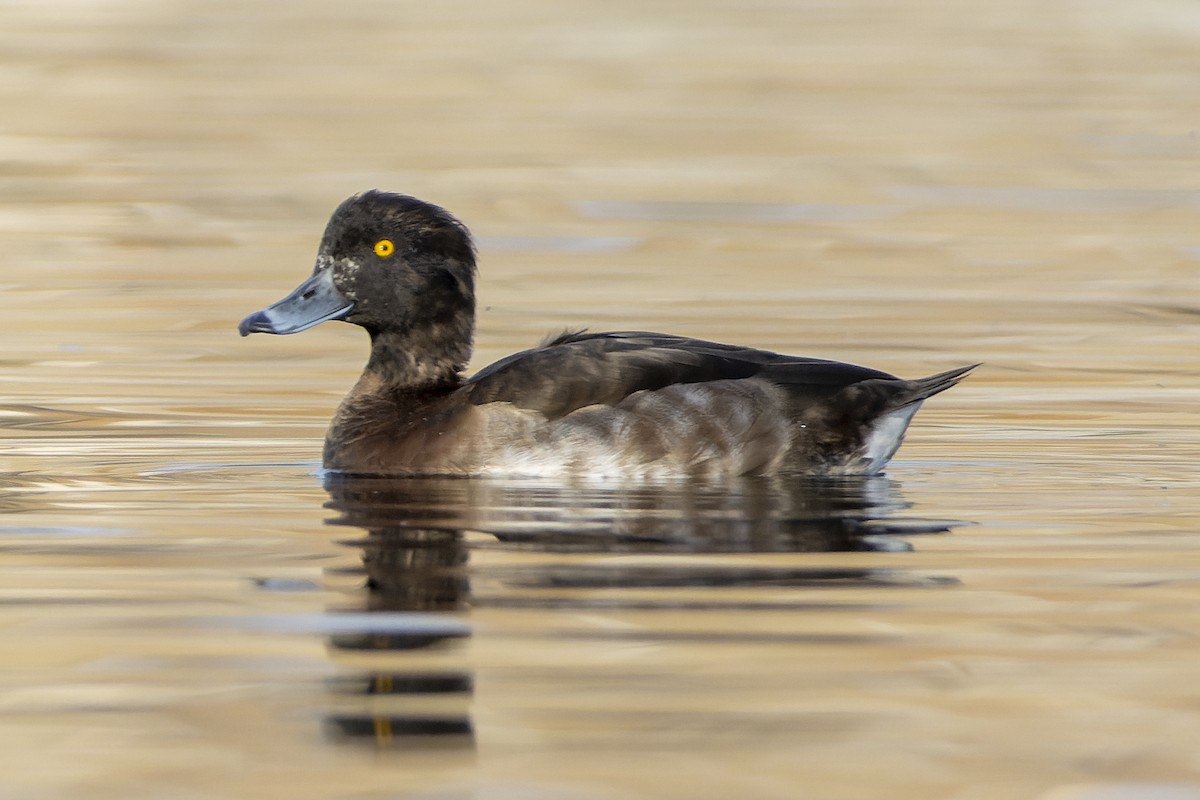 Tufted Duck - ML611584712