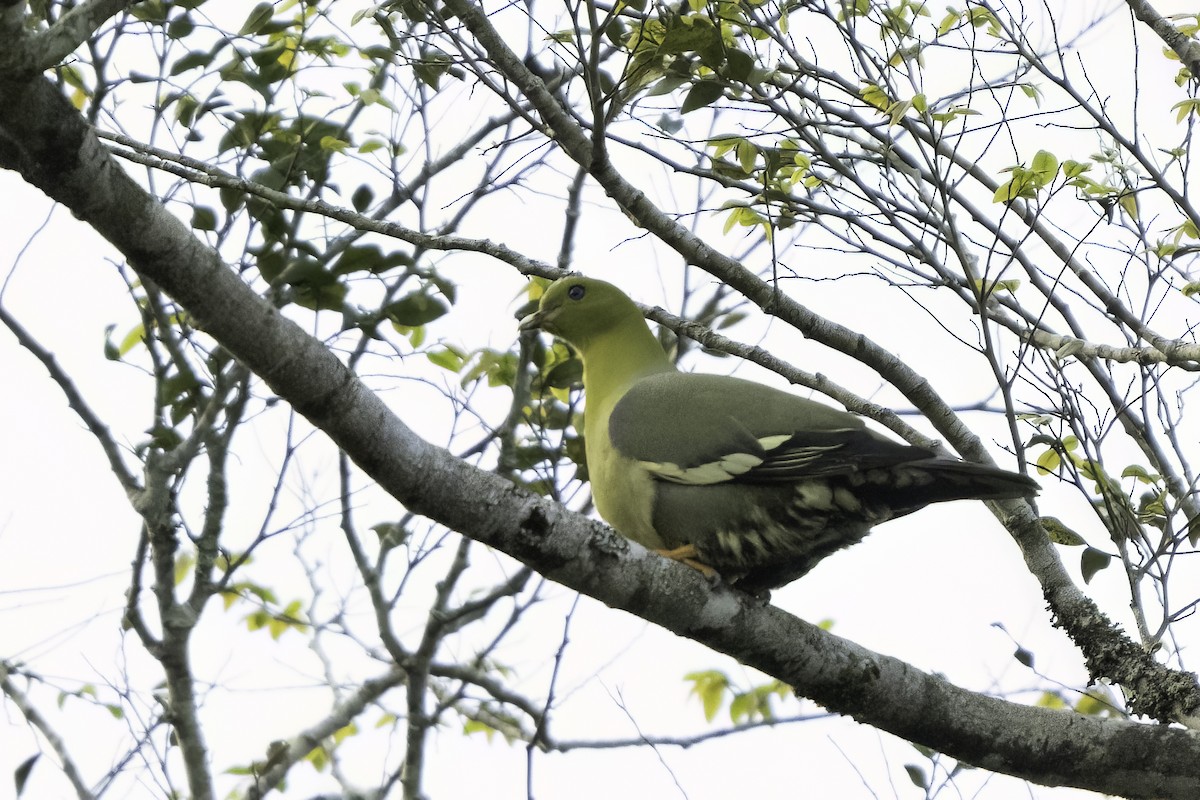 Мадагаскарский зелёный голубь - ML611584959