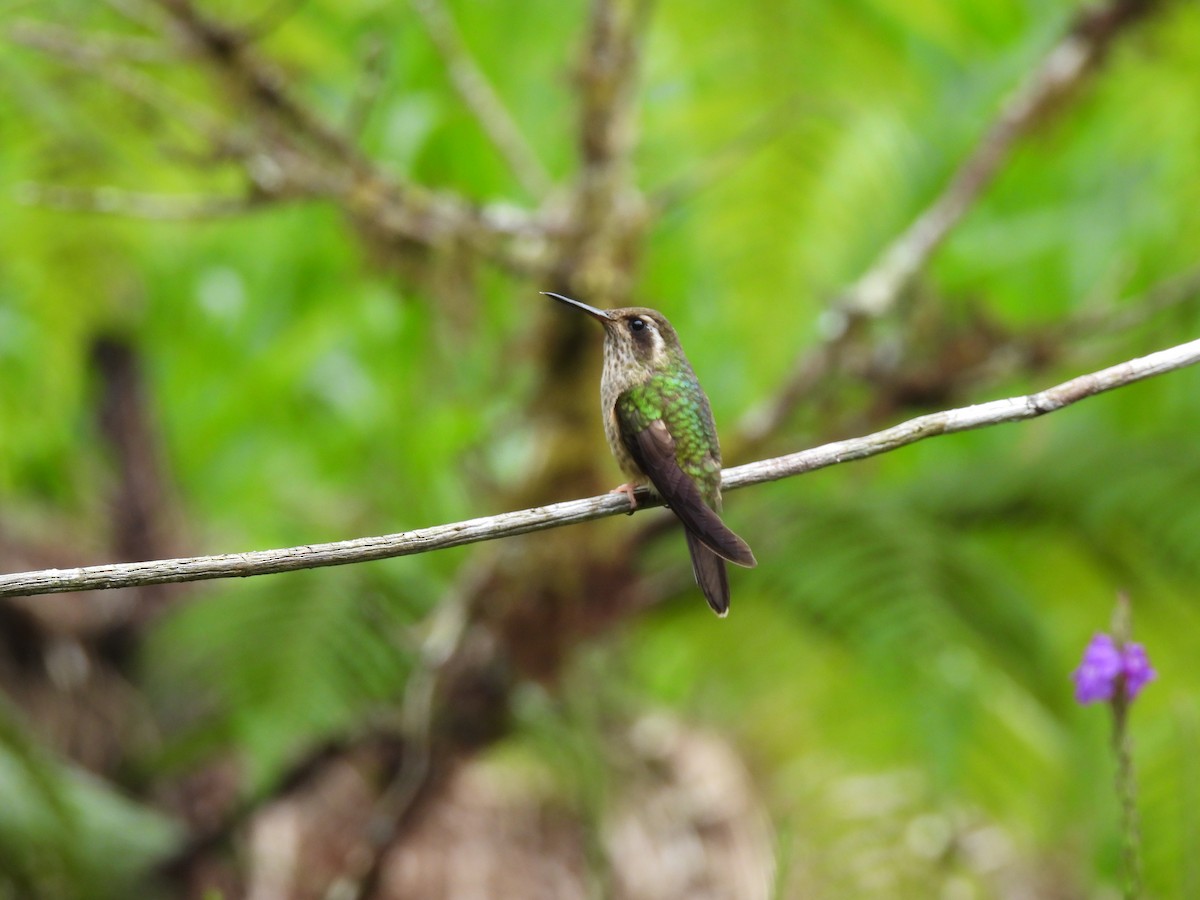 Speckled Hummingbird - ML611585088
