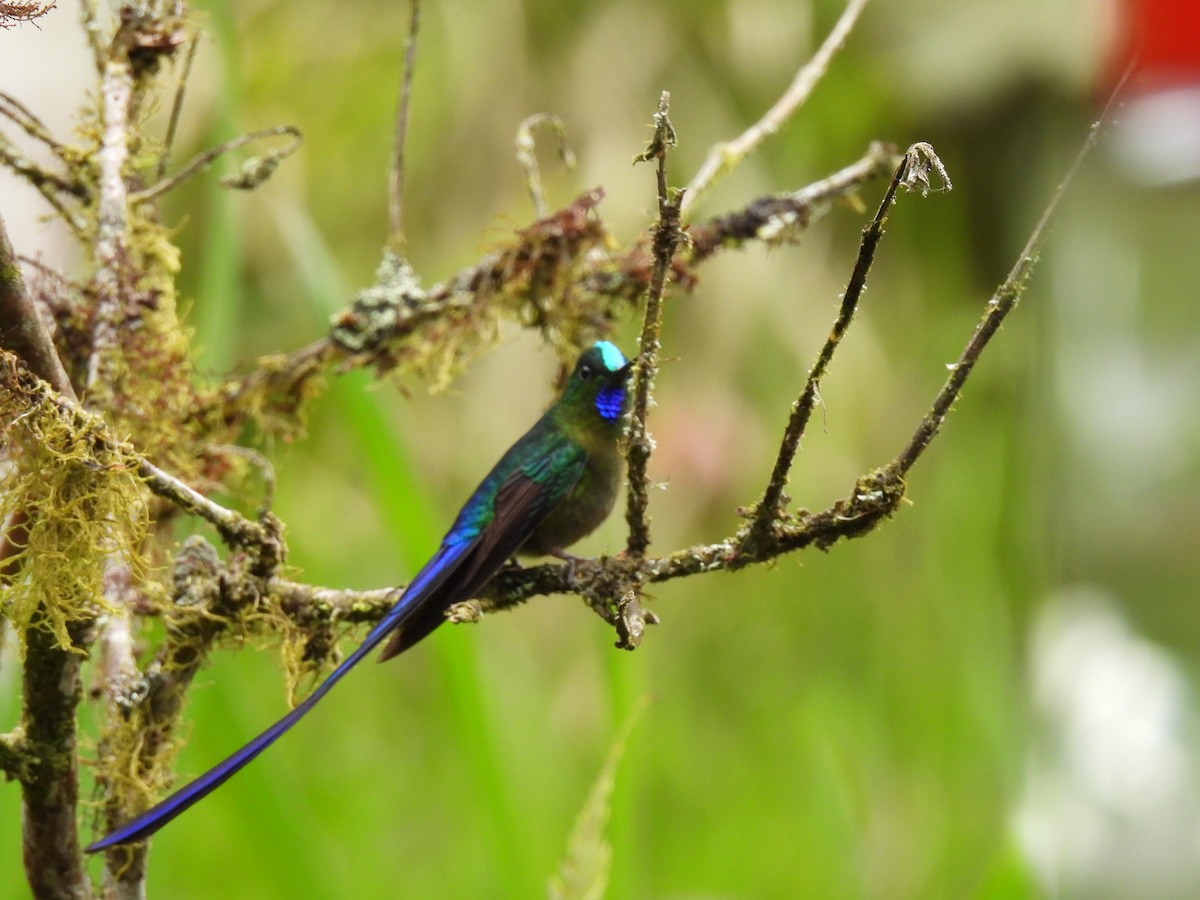 Violet-tailed Sylph - ML611585174