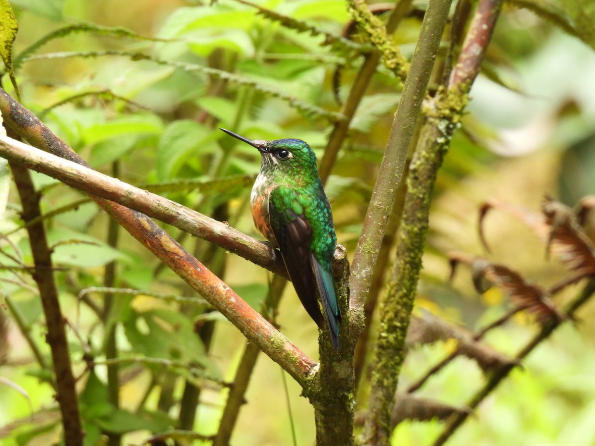 Violet-tailed Sylph - ML611585274