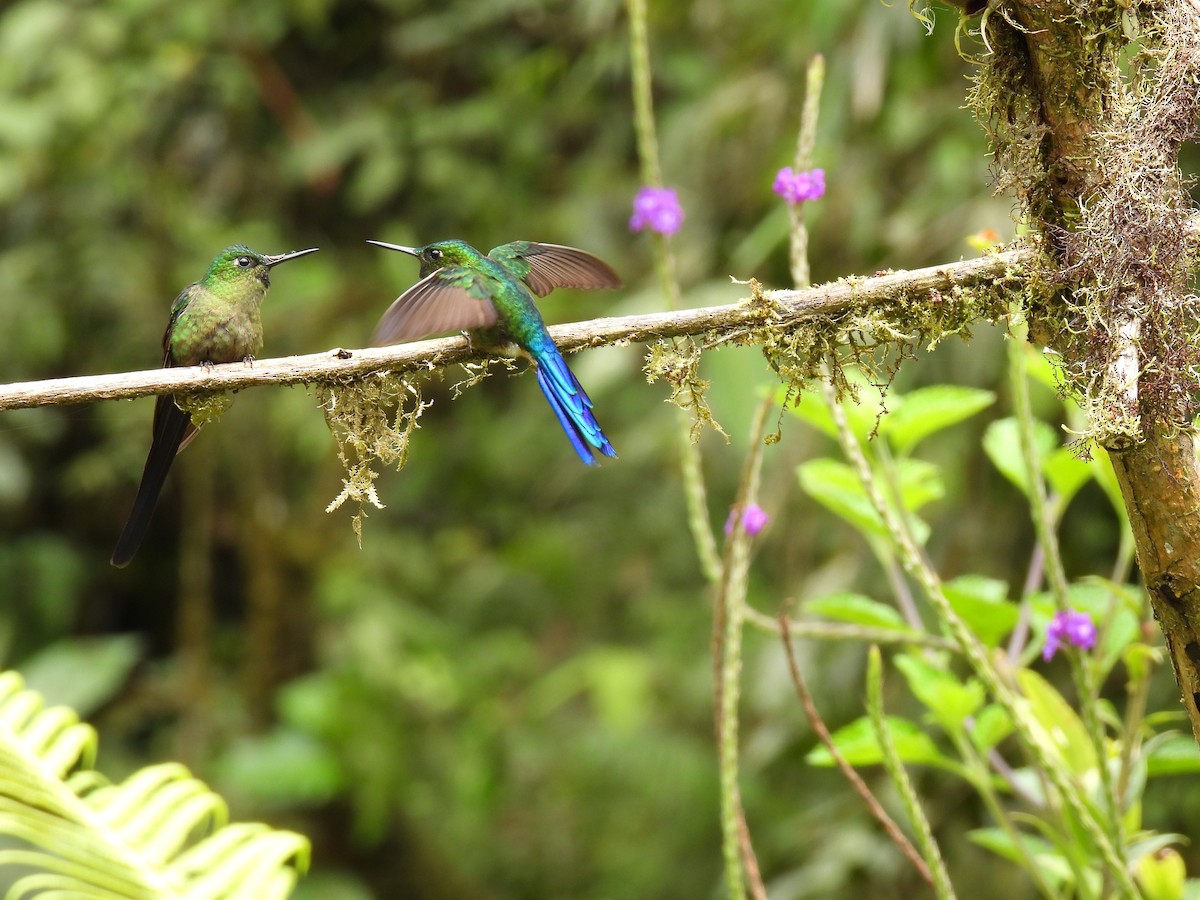 Violet-tailed Sylph - ML611585373