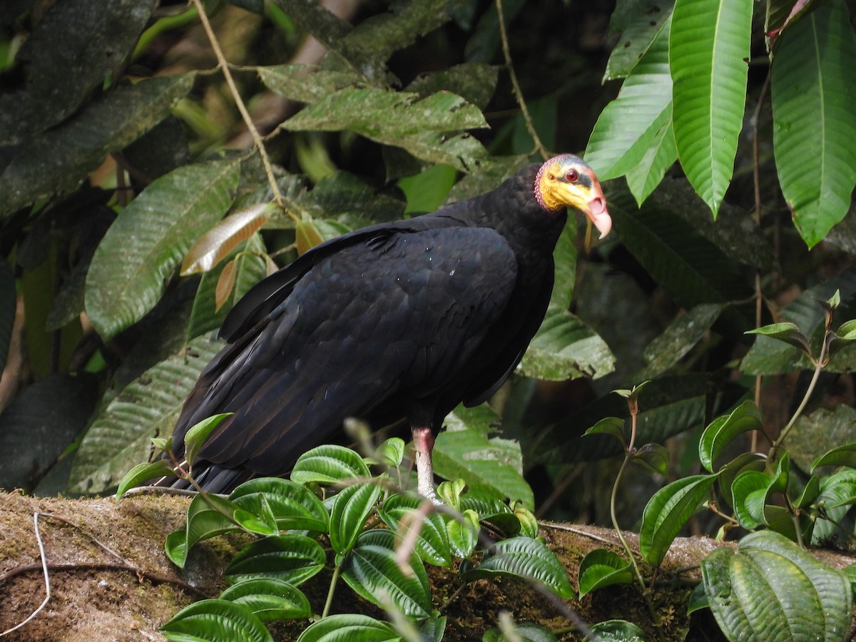 Greater Yellow-headed Vulture - ML611585741
