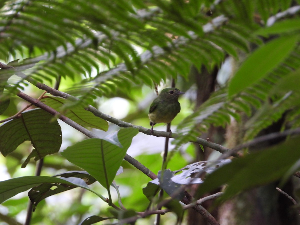 Green Manakin - Renhart Apaza Westreicher Nature_Birds_Club_Ynca