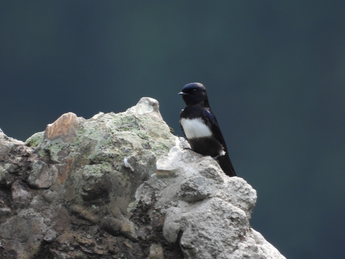 White-banded Swallow - ML611585898