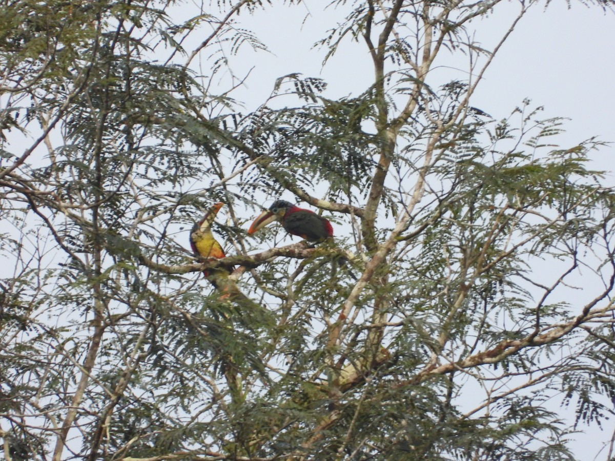 Curl-crested Aracari - Renhart Apaza Westreicher Nature_Birds_Club_Ynca