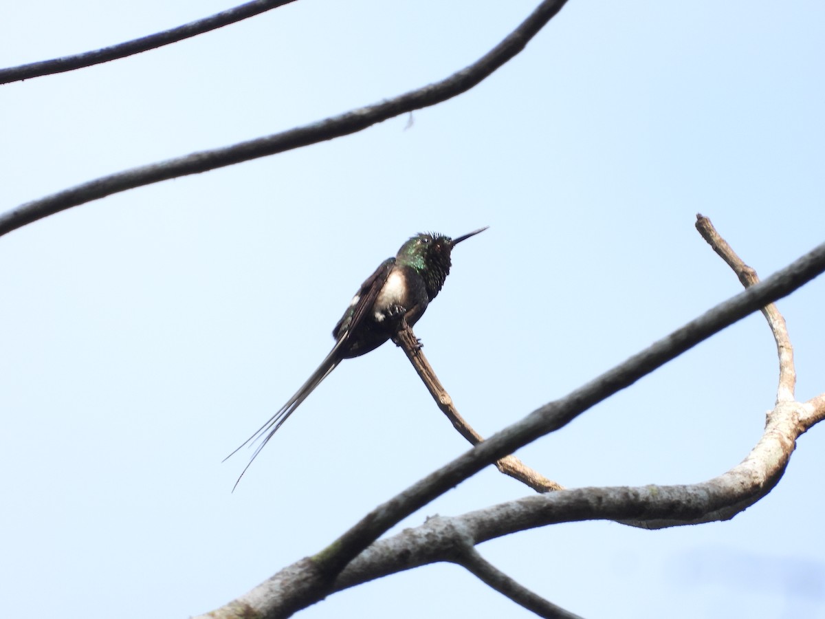 Black-bellied Thorntail - ML611586544