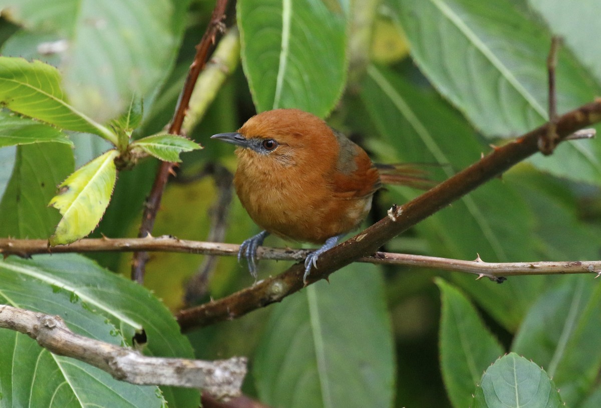 Rusty-headed Spinetail - ML611586549
