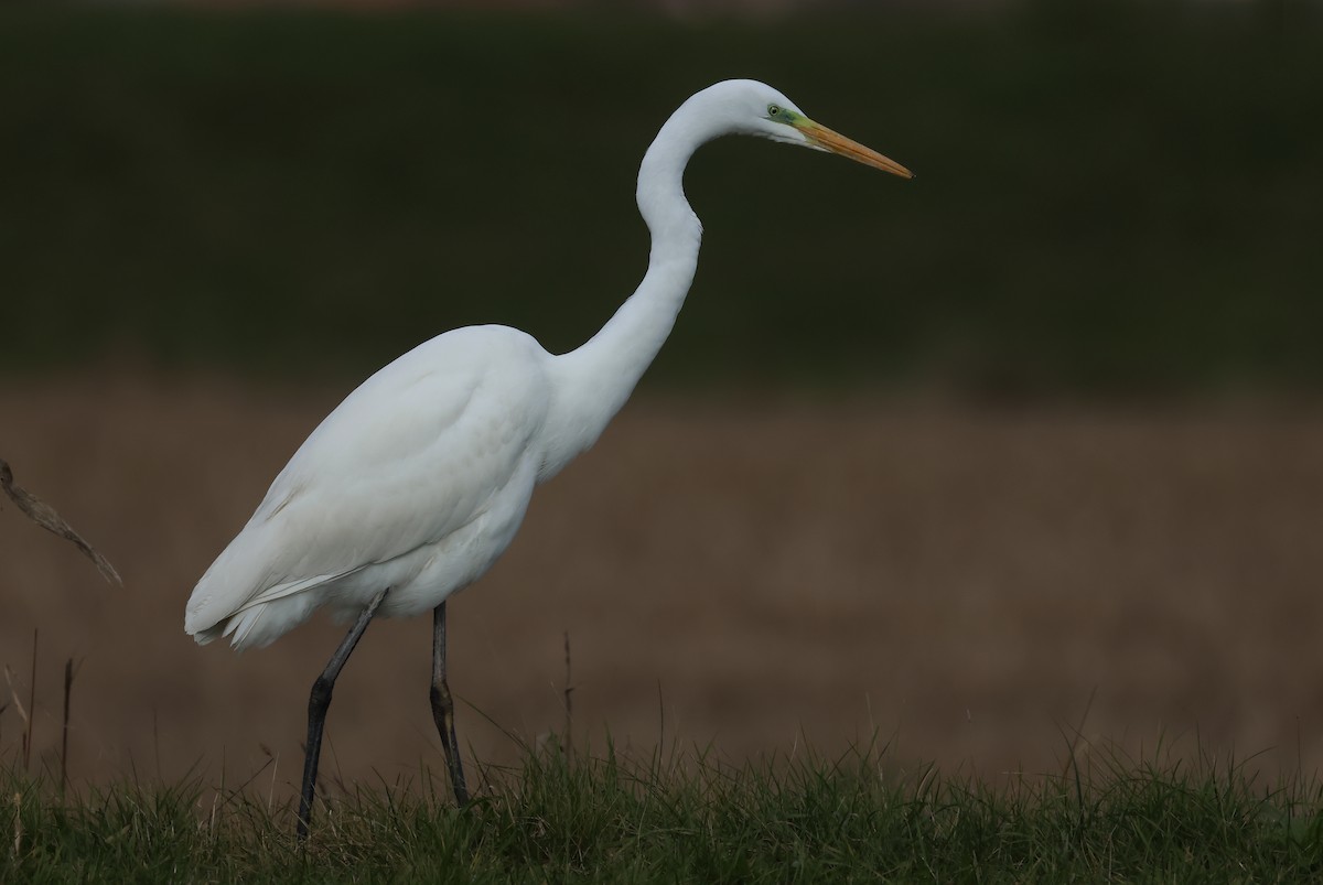 Great Egret - Davor Krnjeta