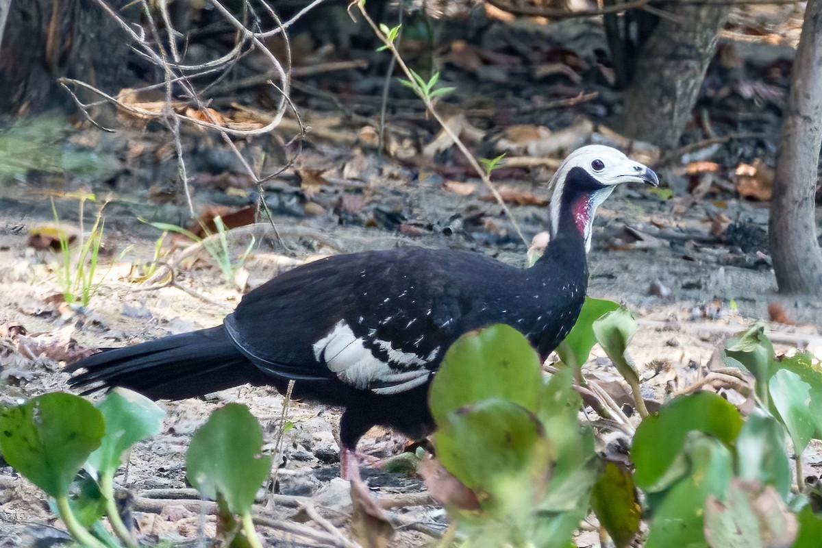 Red-throated Piping-Guan - ML611586748