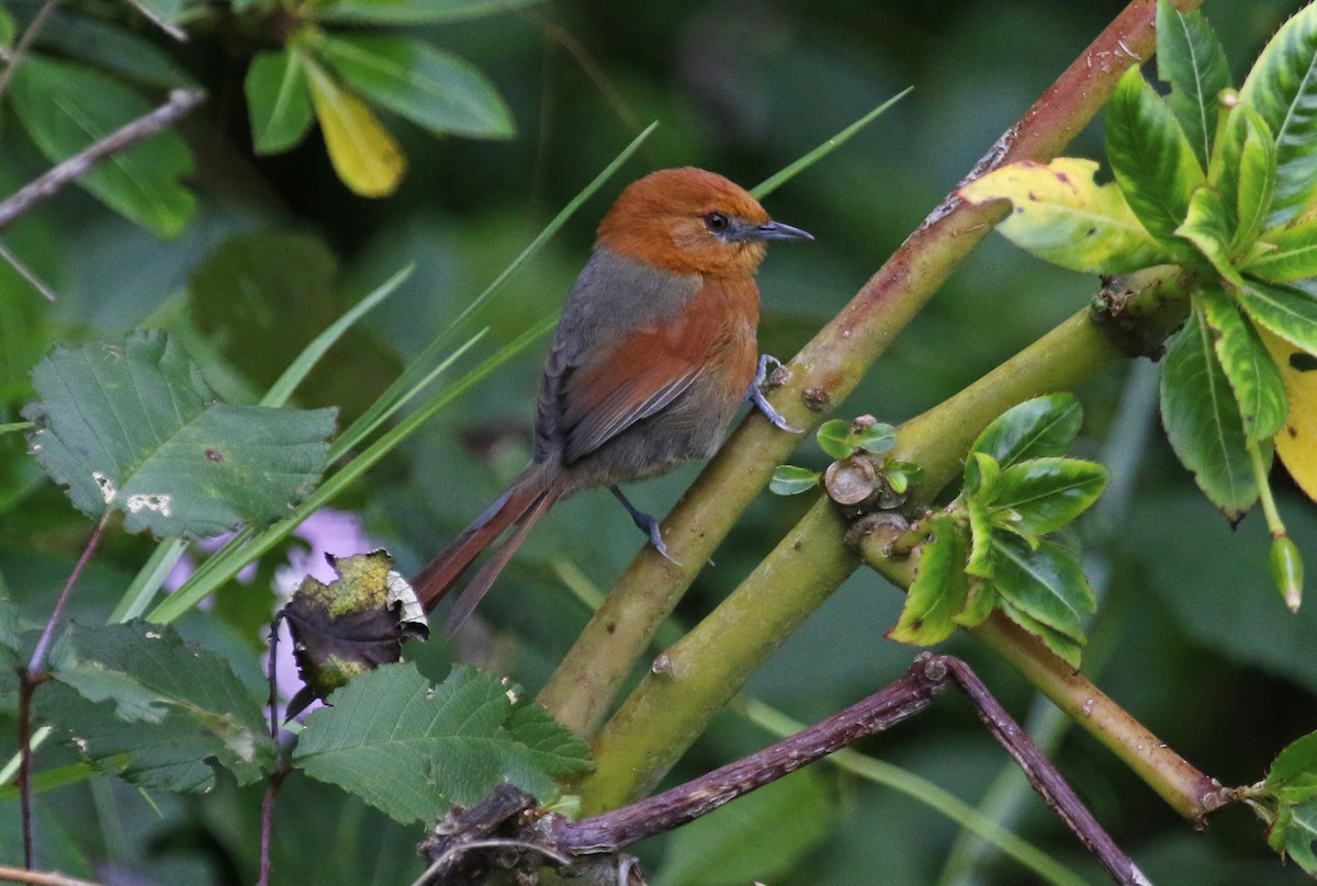 Rusty-headed Spinetail - ML611587396