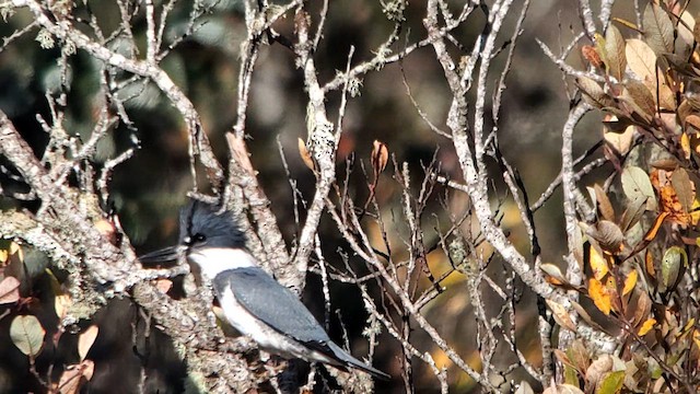 Belted Kingfisher - ML611587819