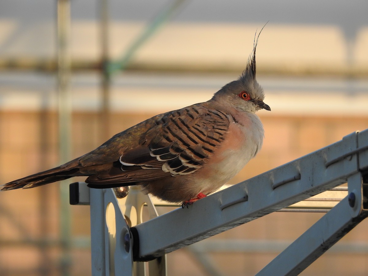 Crested Pigeon - ML611587980