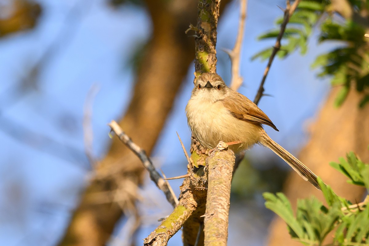 Tawny-flanked Prinia - ML611588926