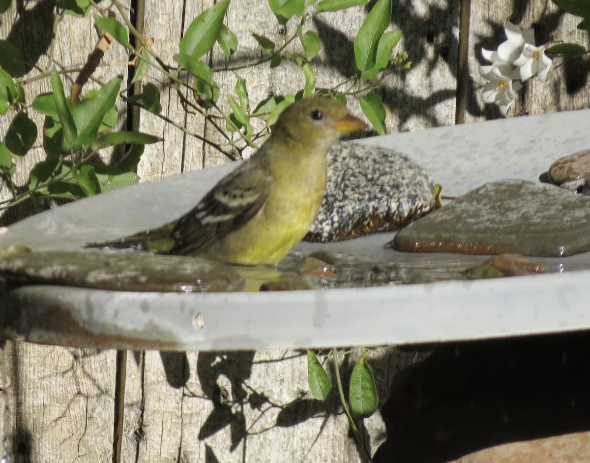 Western Tanager - ML611588957