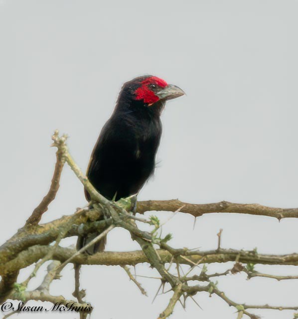 Red-faced Barbet - ML611589034