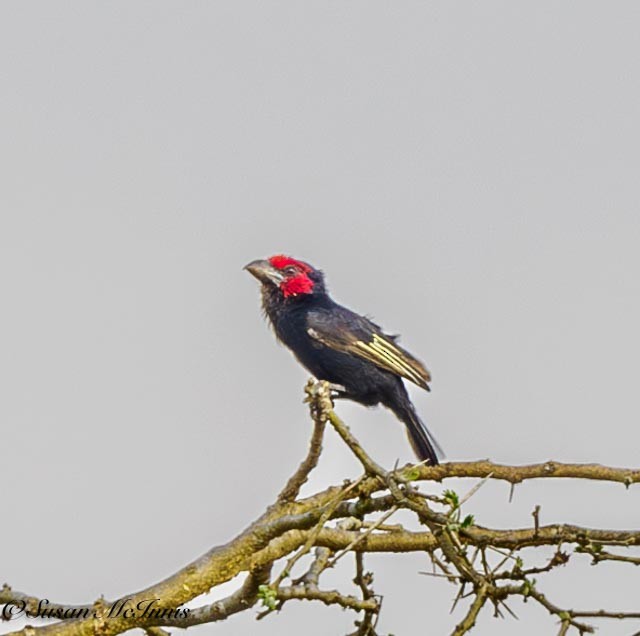 Red-faced Barbet - ML611589050