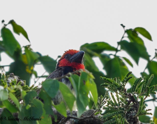Red-faced Barbet - ML611589136