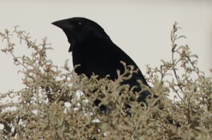 blackbird sp. - ML611589502