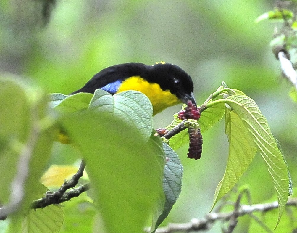 Blue-winged Mountain Tanager (Bolivian) - ML611589506