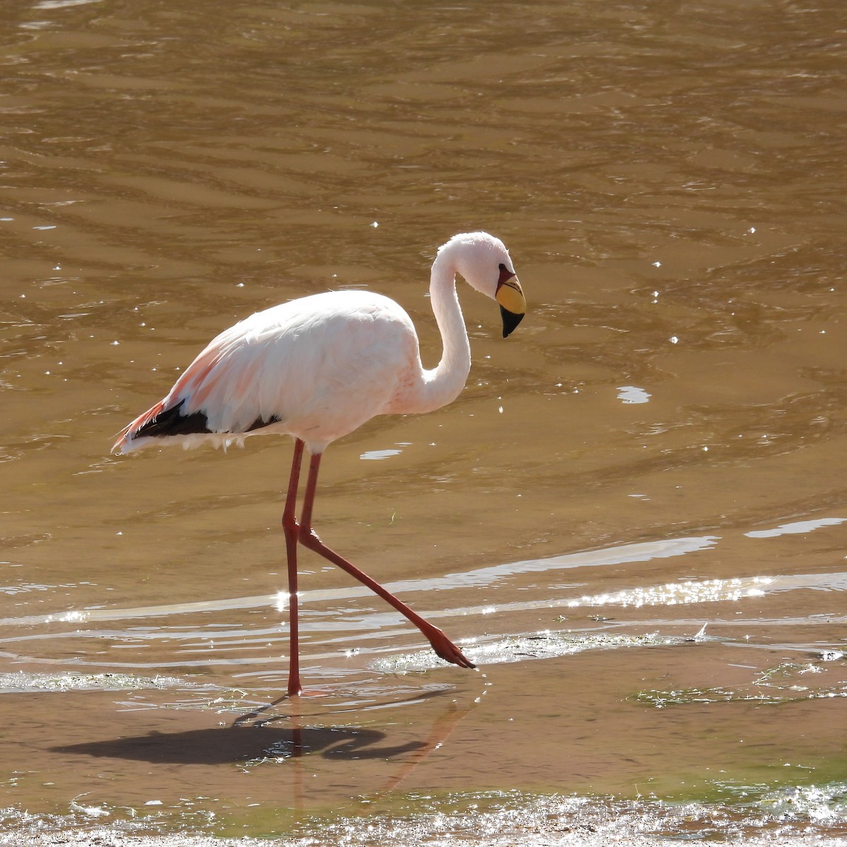 James's Flamingo - ML611589610