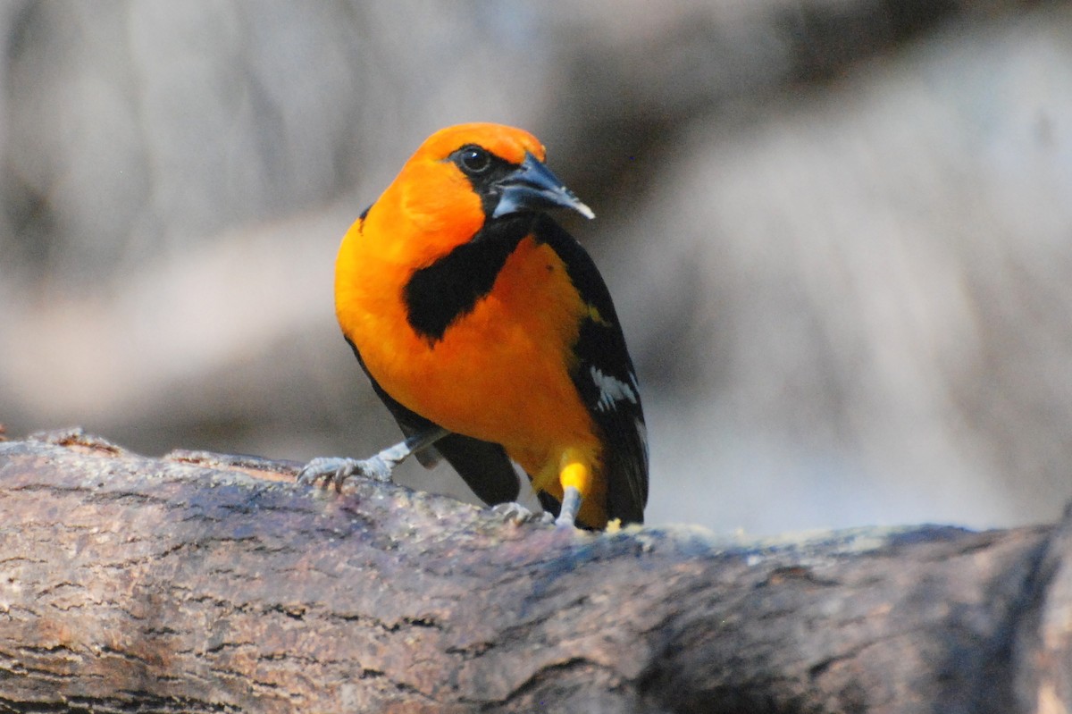 Hooded Oriole - ML611589686