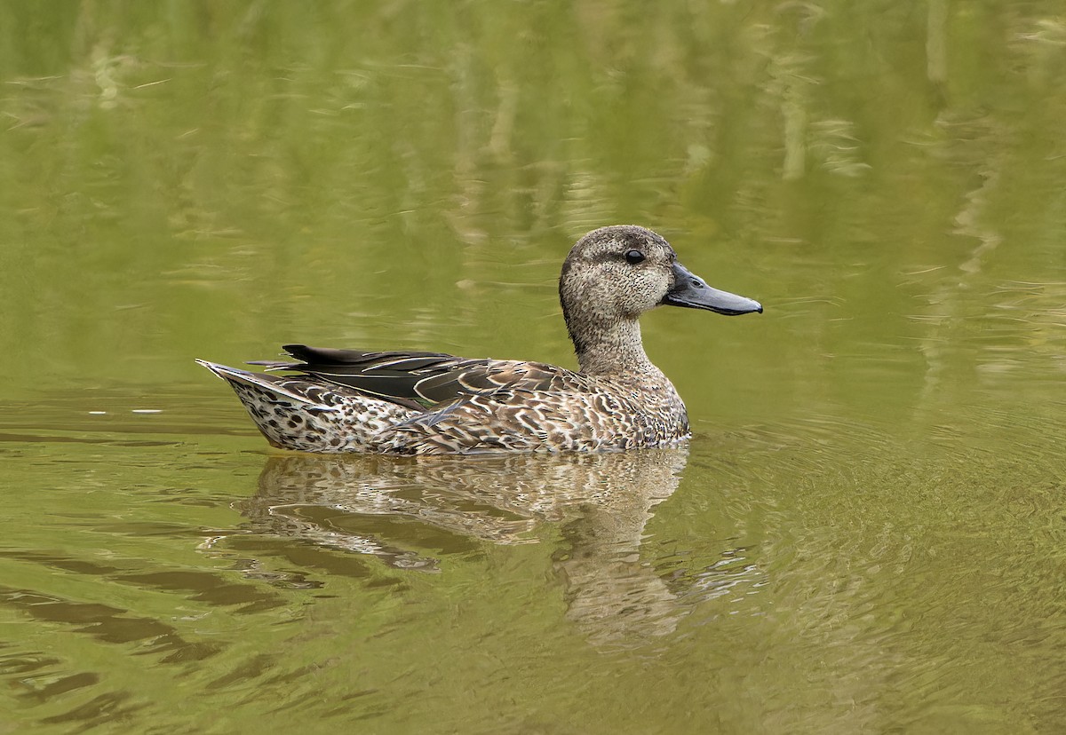 Blue-winged Teal - ML611589950