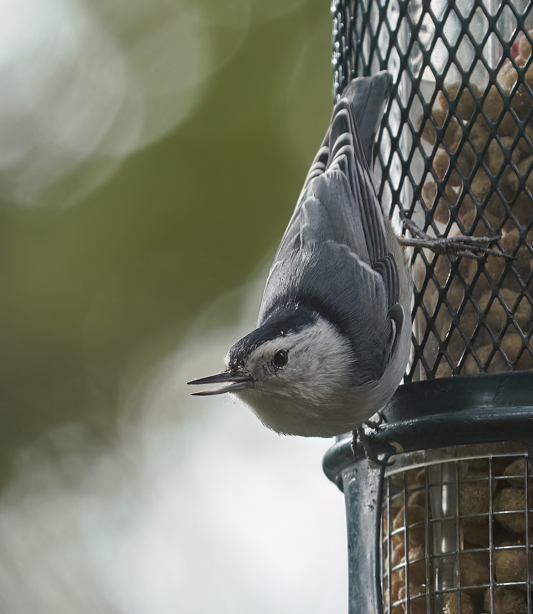 White-breasted Nuthatch - ML611589956